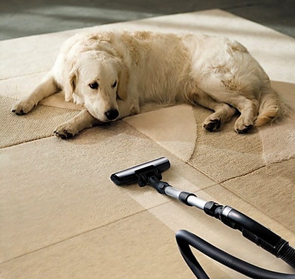 Pet Stain & Odor in Mesa, AZ
